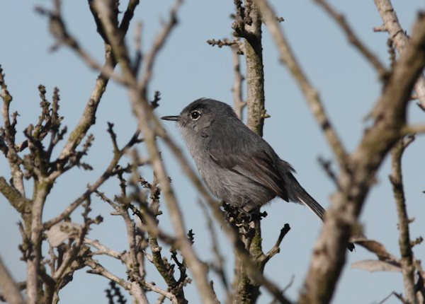 California Gnatcatcher